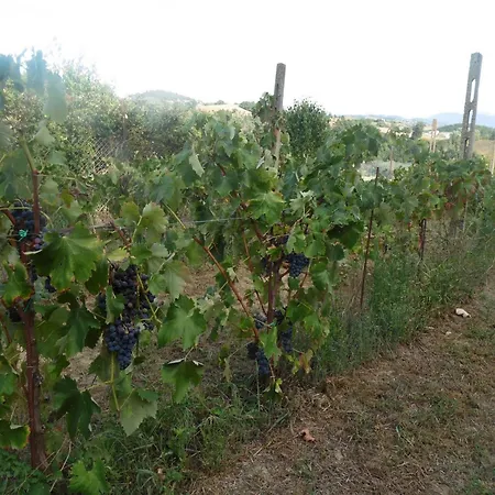 Podere Caldaruccio La Pineta 22 People Hotel Ramazzano - Le Pulci